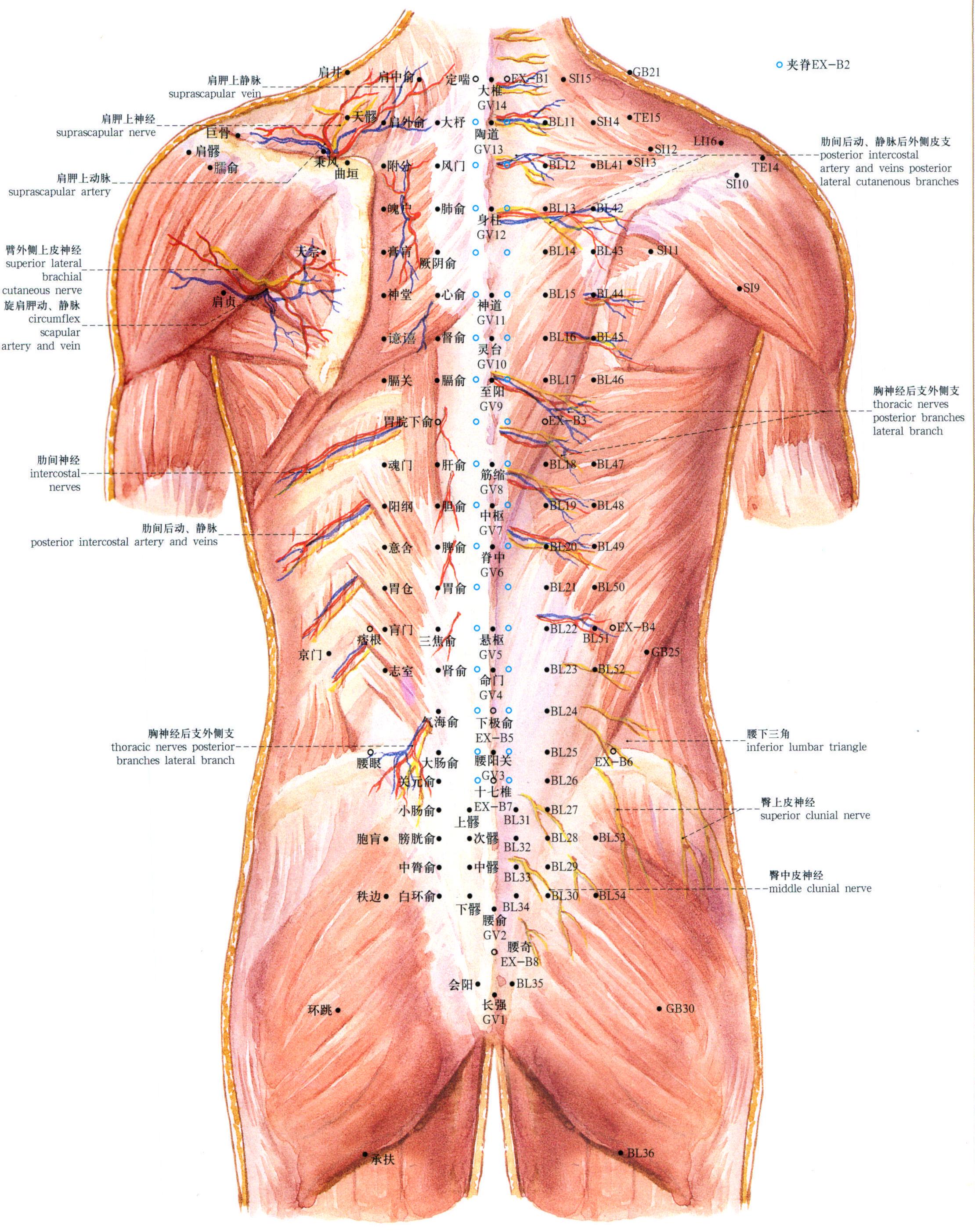 41. 躯干部的血管、神经与腧穴 (后面)